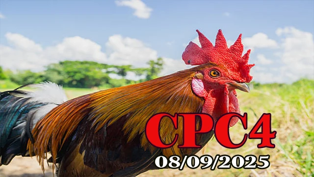Đá gà C4 phát lại mới nhất hôm nay 08/09/2025