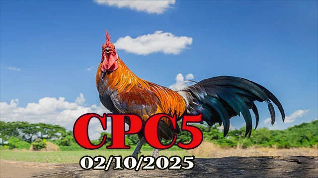 Phát lại clip đá gà C5 thomo hôm nay 02/10/2025