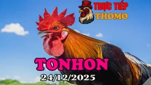 Xem Lại Trực Tiếp Đá Gà Tonhon Ngày 24/12/2025