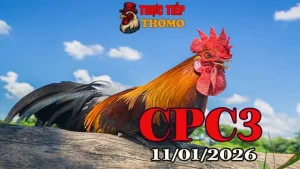 Clip Đá Gà Thomo CPC3 Ngày 11012026