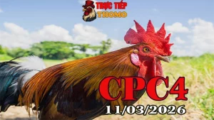 Clip video đá gà trực tiếp CPC4 ngày 11032026 mới nhất từ Thomo