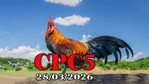 Video Xem Lại Trực Tiếp Đá Gà CPC5 Ngày 28032026