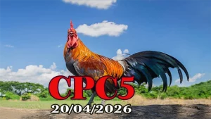 Full tổng hợp đá gà Thomo CPC5 ngày 20042026