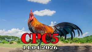 Full video đá gà Thomo CPC5 ngày 14042026