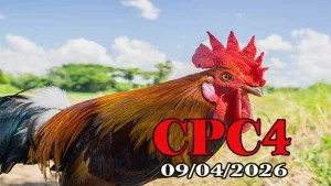 Tổng hợp clip đá gà trực tiếp Thomo CPC4 ngày 09042026