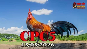 Xem clip đá gà thomo CPC5 hôm nay 15052026