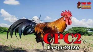 Xem clip đá gà trực tiếp CPC2 ngày 15052026