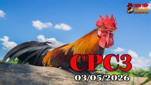 Xem video đá gà trực tiếp CPC3 ngày 03052026