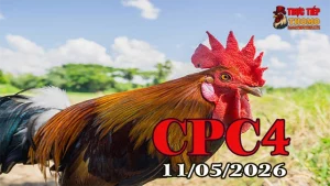 Xem video đá gà trực tiếp CPC4 ngày 11052026